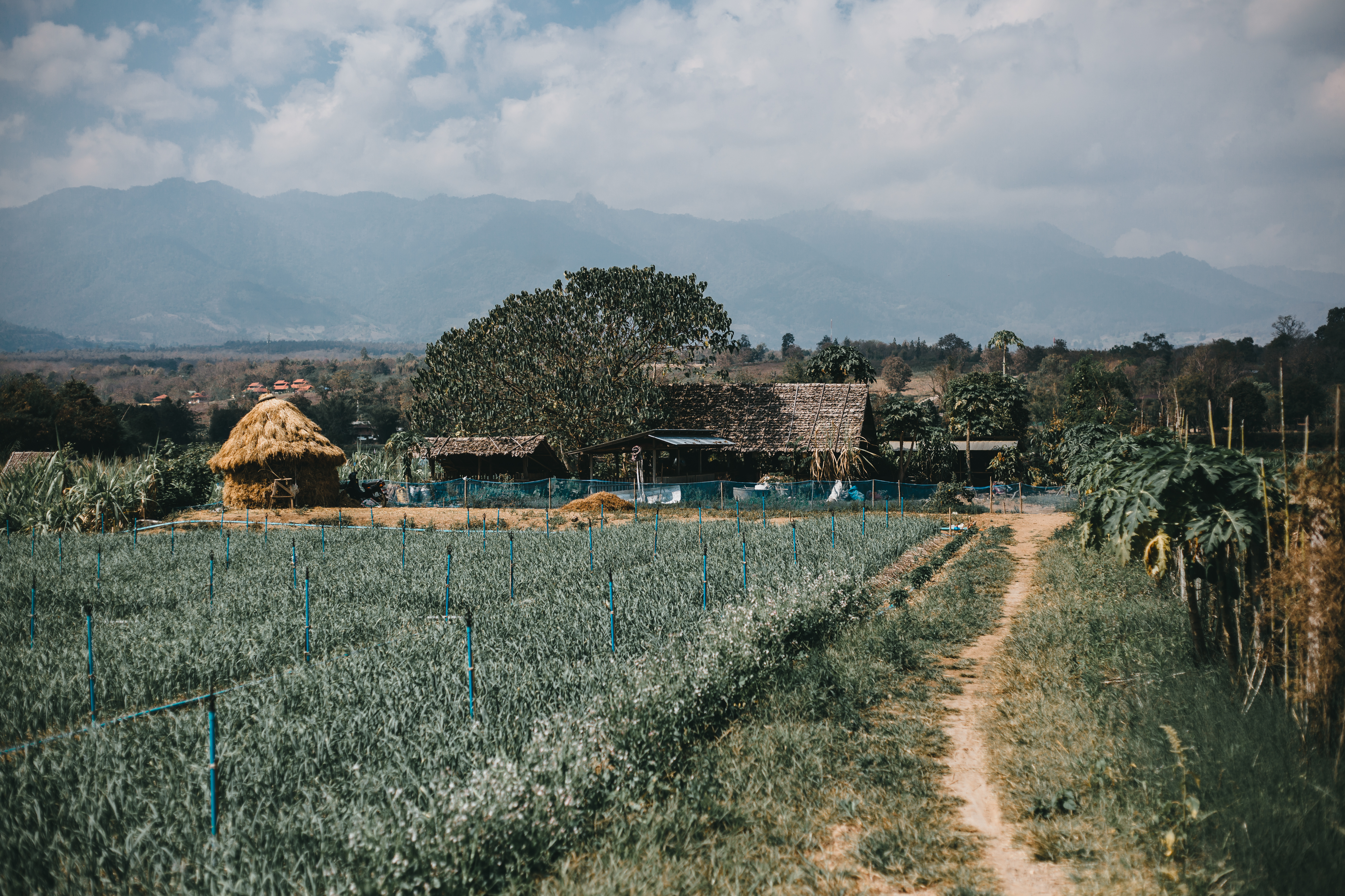 Agricultural Fields in Zurkheda